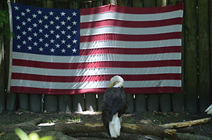 Eagle with Flag
